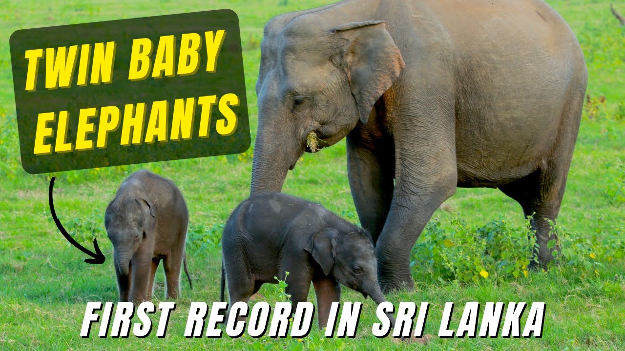 Twin Baby Elephants | First Record in Sri Lanka