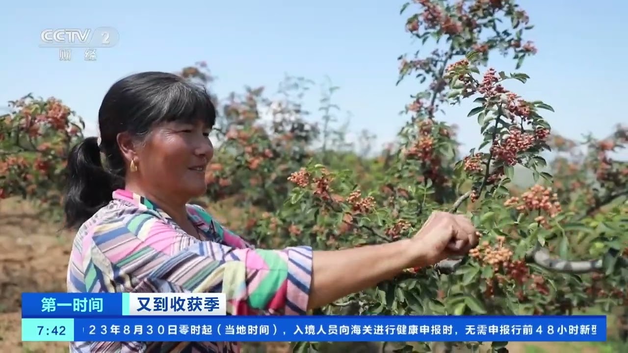 [第一时间]又到收获季 山西吉县：黄河岸边椒香浓 2.4万亩花椒迎丰收| 财经风云