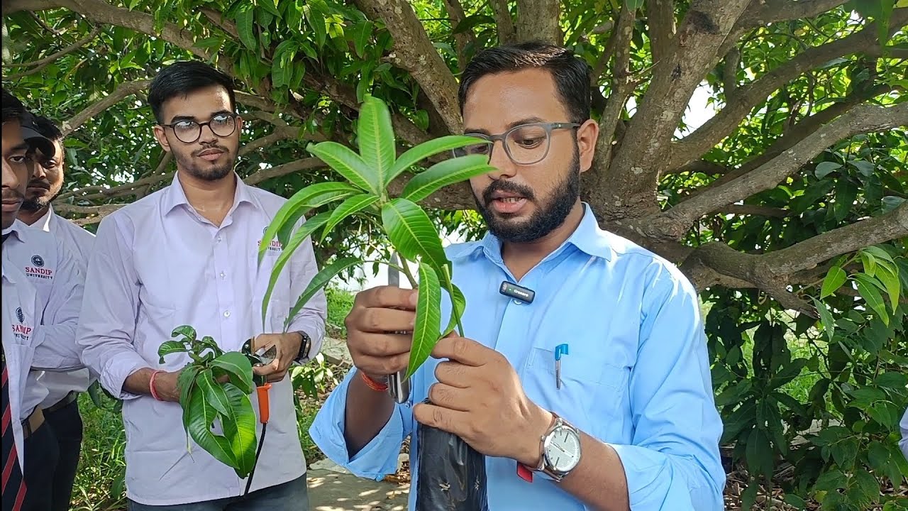 Grafting method of Mango #practicalskills #shortvideo #grafting #organicfarming 