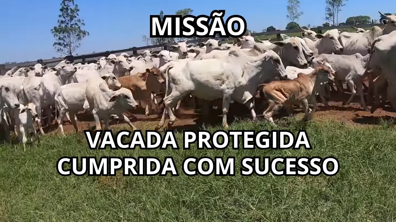 MANEJO SANITÁRIO NA VACADA DO LOTE 1