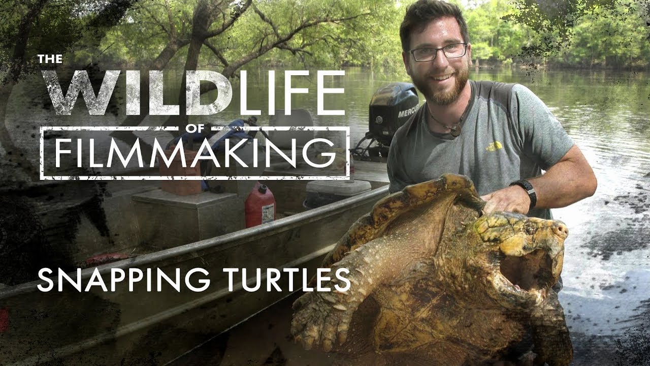 The Wildlife of Filmmaking: Snapping Turtles