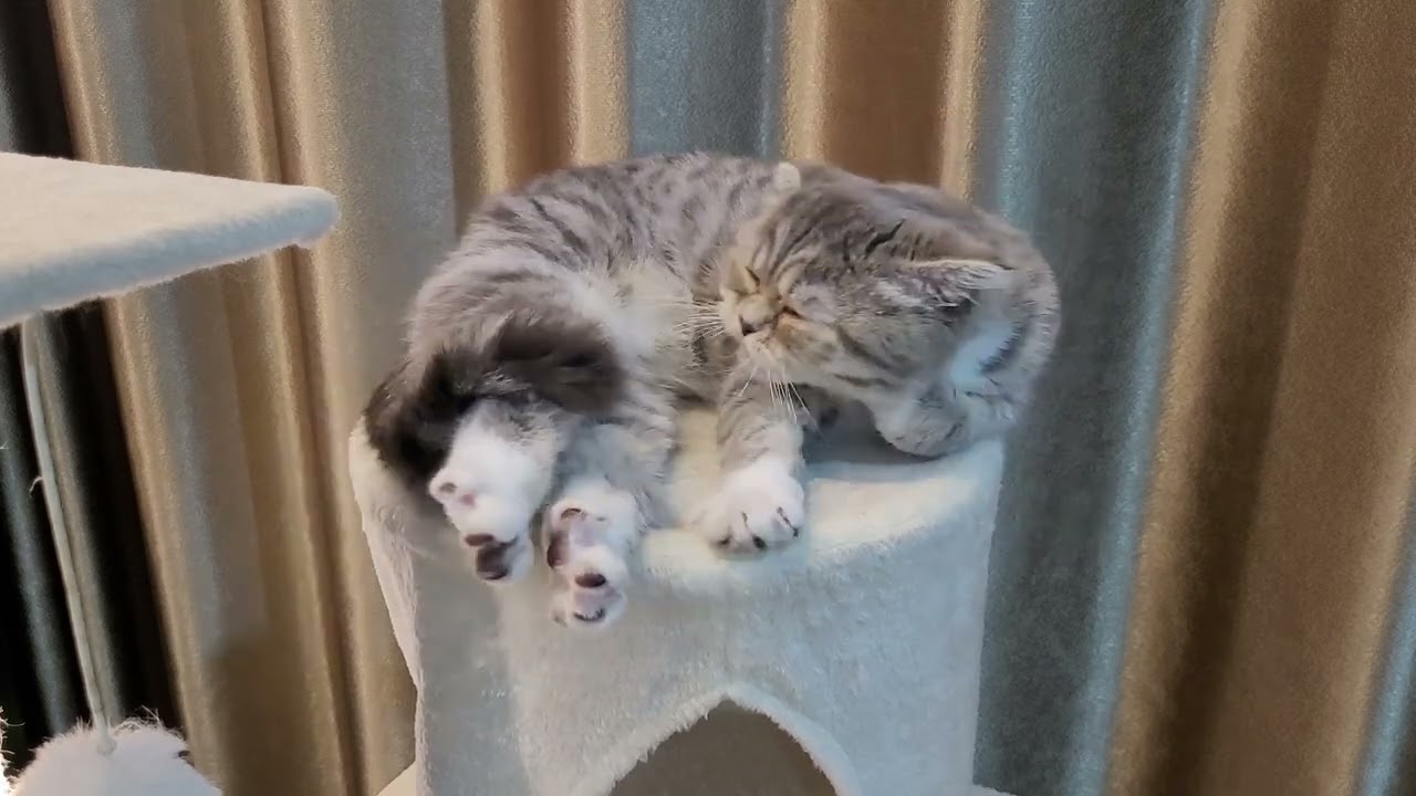 Enter dreamland with Maly 💤💤💤。#viral #cute #cat