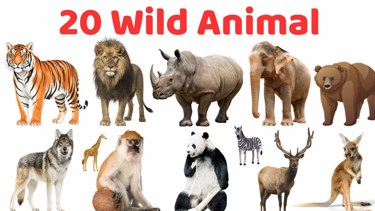 Wild Animals Name English Bangla - Learn for Kids with Pictures | বন্য প্রাণীর নাম