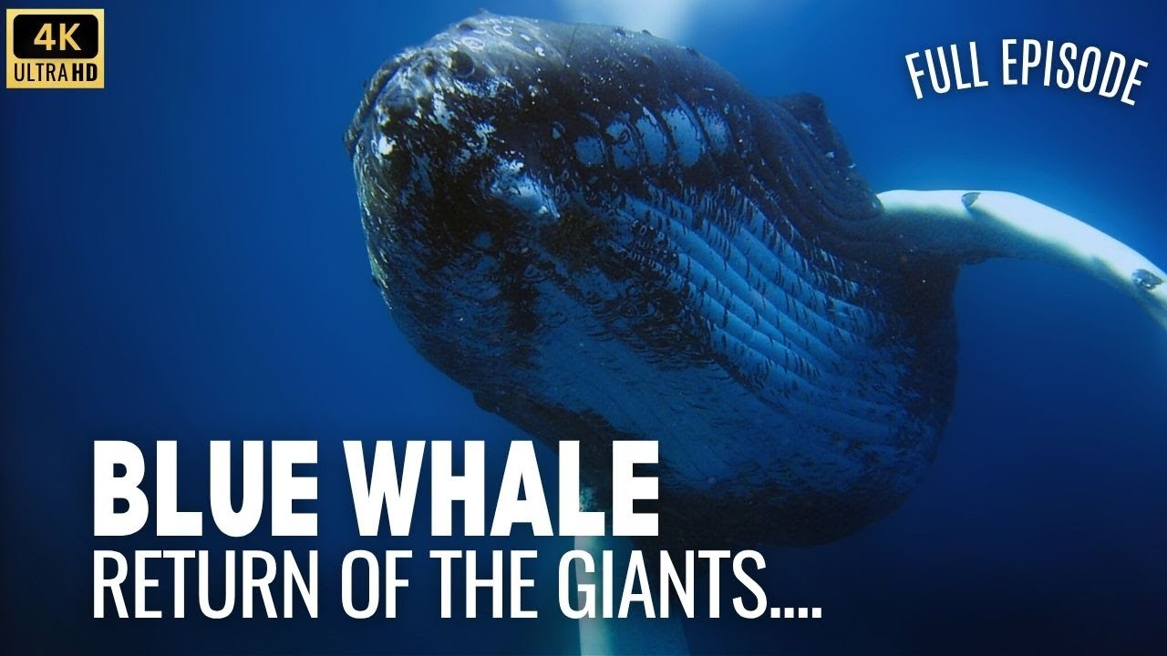 Blue Whale- Return of the Giants | Full Documentary in 4K HINDI