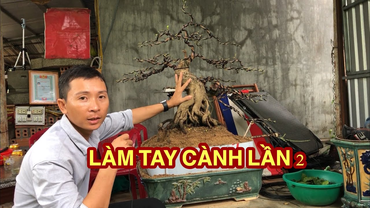 ĐI DÂY LẦN 2 CHO CÂY MAI BONSAI VƯỜN TUÂN