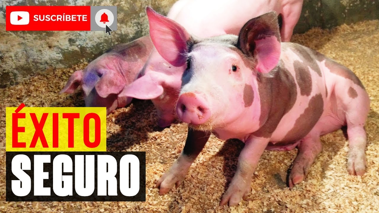 MEJOR ALIMENTO para ENGORDAR LECHONES | Mi Experiencia