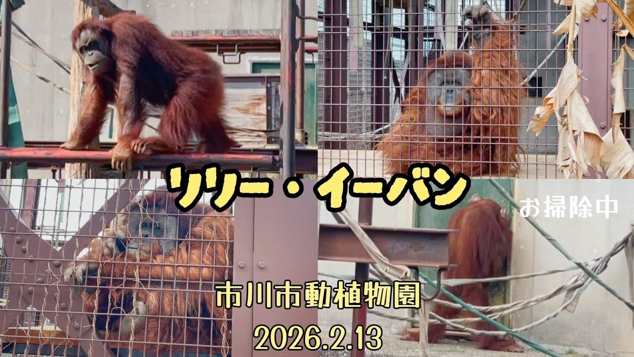 スマトラオランウータン#5 リリー・イーバン 2026.2.13 Sumatran orangutan at Ichikawa Zoo and Botanical Gardens