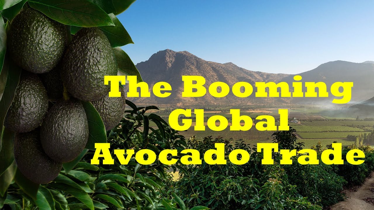Booming Global Avocado Trade