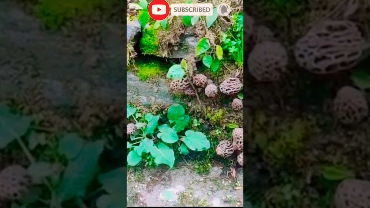 Morel mushrooms | Delicious or dangerous? #viral #nature