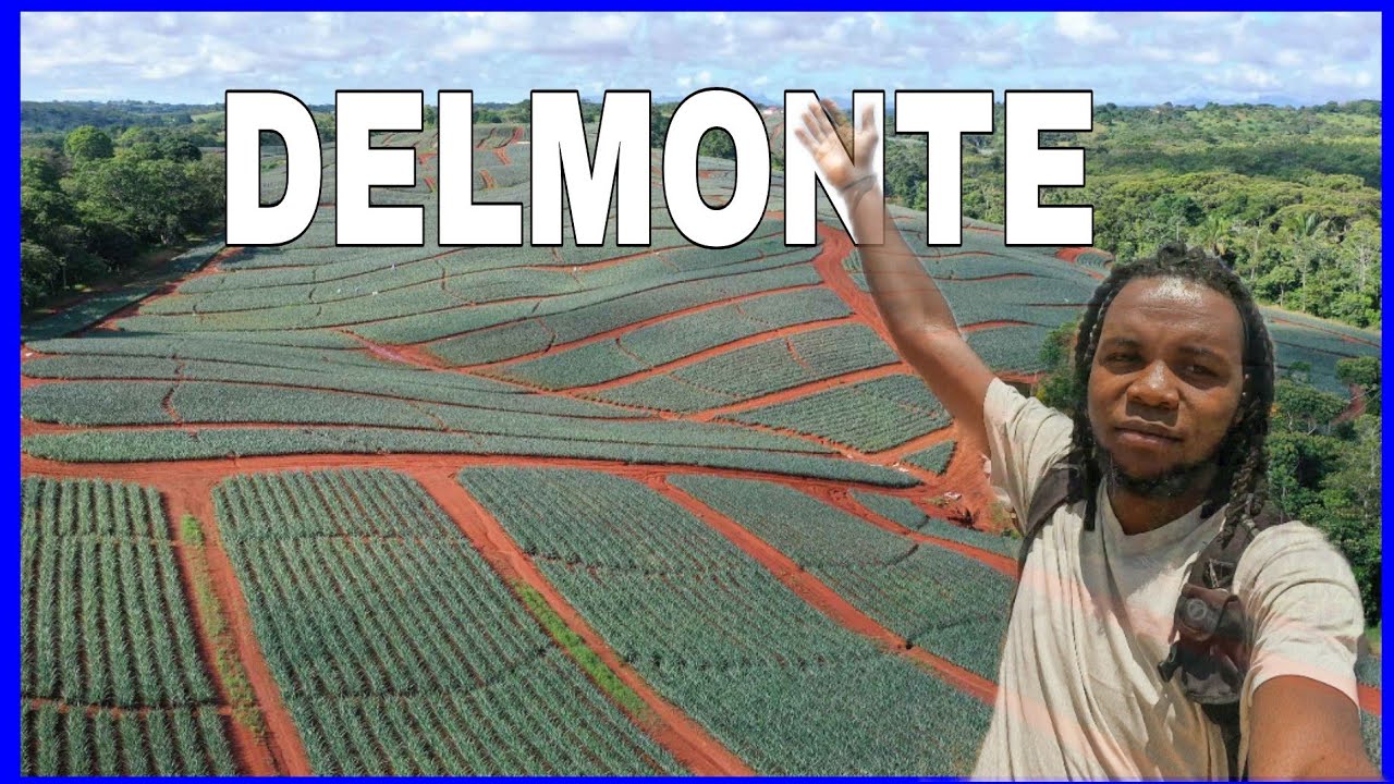Ферма для тура (самая большая ананасовая) в Тике, Кения | DELMONTE FARM