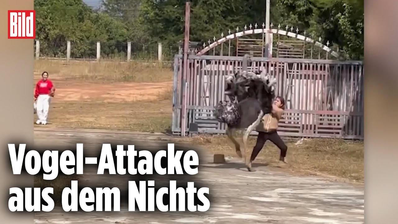 Frau k&auml;mpft gegen Aggro-Strau&szlig;