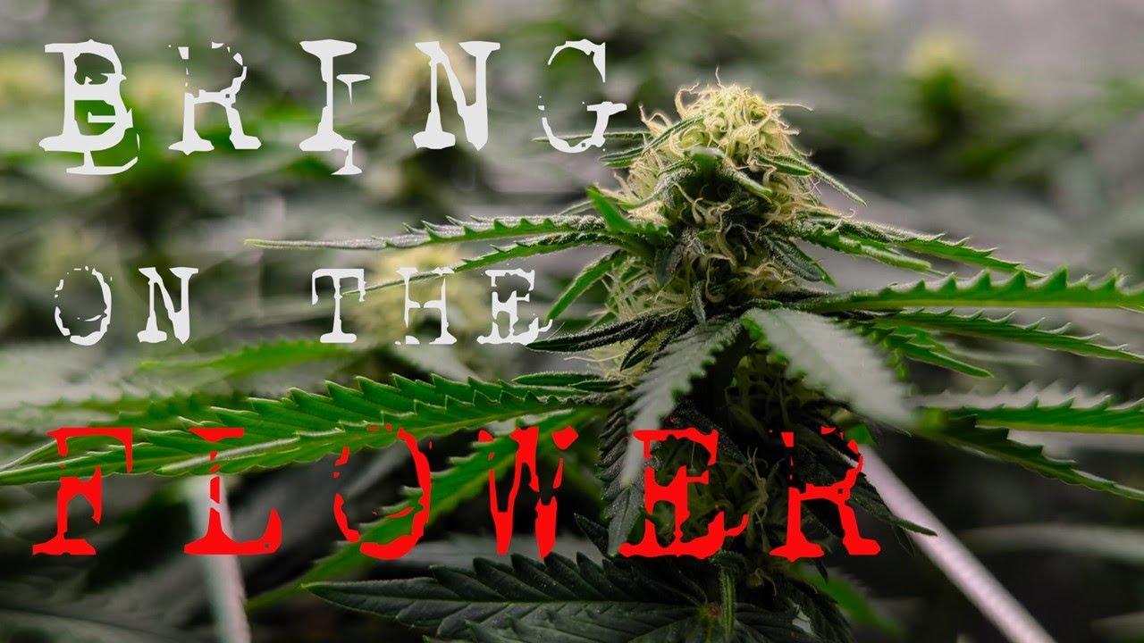 A STEP BY STEP GUIDE FOR CANNABIS FLOWER PREP ( DOUBLE CHOC & STRAWBERRY COUGH ) | EPISODE FIVE