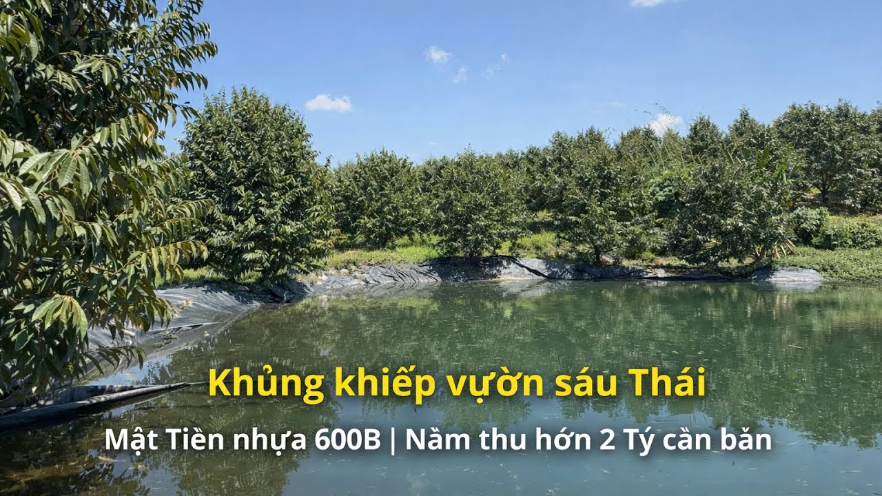 Vườn Sầu Riêng Thái 1,6Ha Thu 47 Tấn/Năm – 460 Gốc Đang Trái – Mặt Tiền Nhựa 600B | Giá 8,8 Tỷ