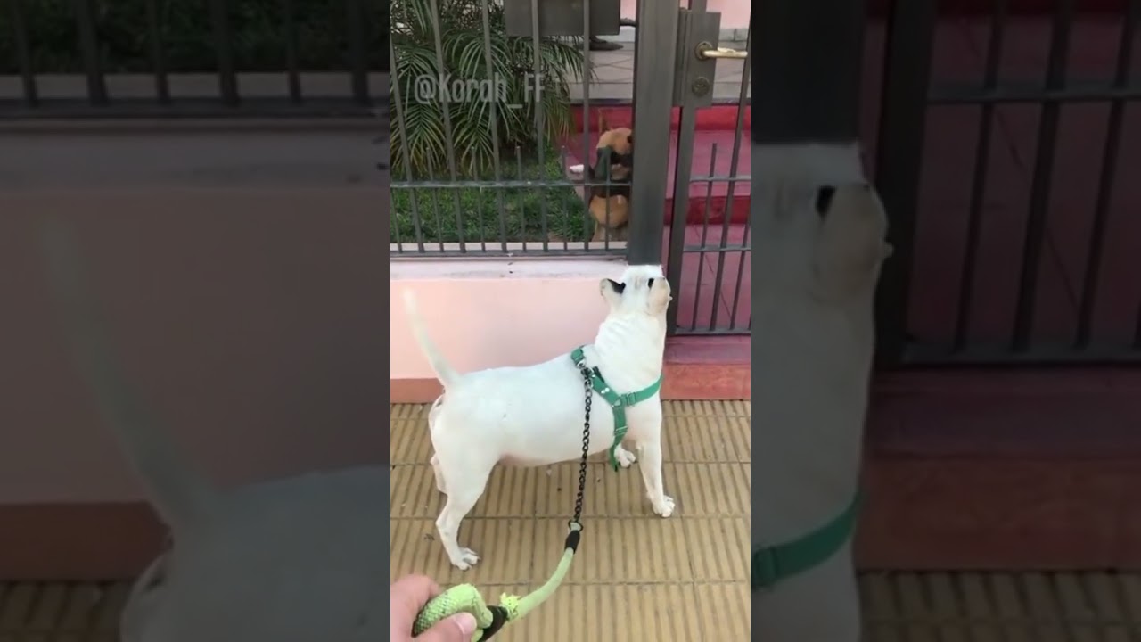 Firulais enganchado 😂🐕 #firulais #shorts  #dogs  #pets. Cr&eacute;dito el canal de Korah