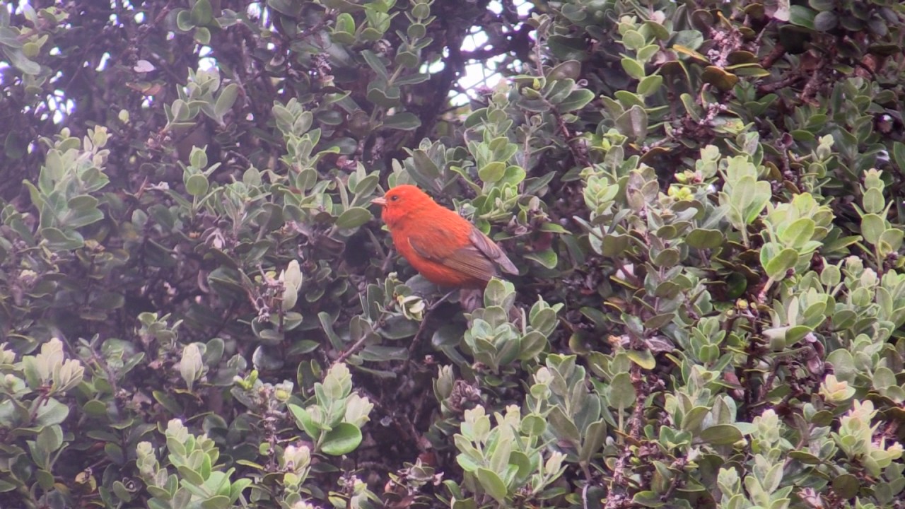 Endemic Birds in Hakalau Forest on the Big Island of Hawaii