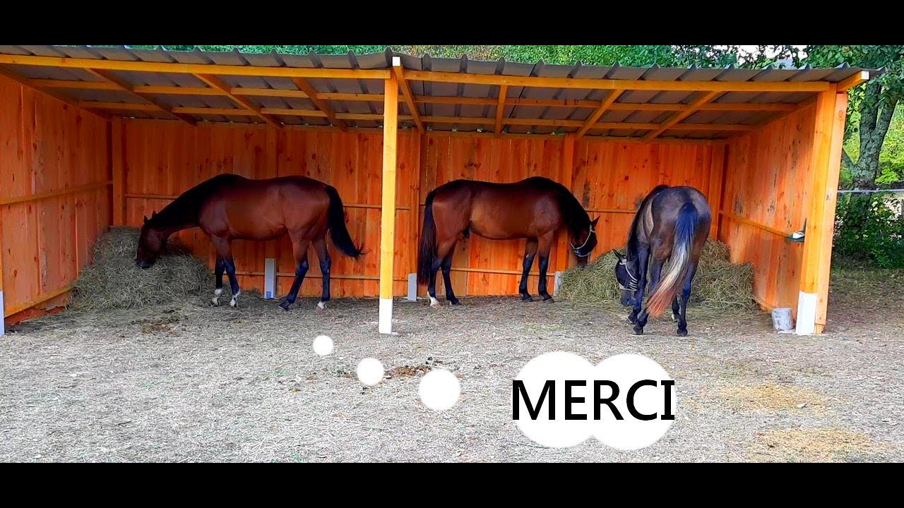 Construire un abri soi-même, fait maison, MOINS DE 800€ 😱😱😱 3x8m
