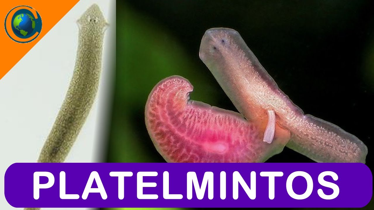 ZOOLOGIA - PLATELMINTOS