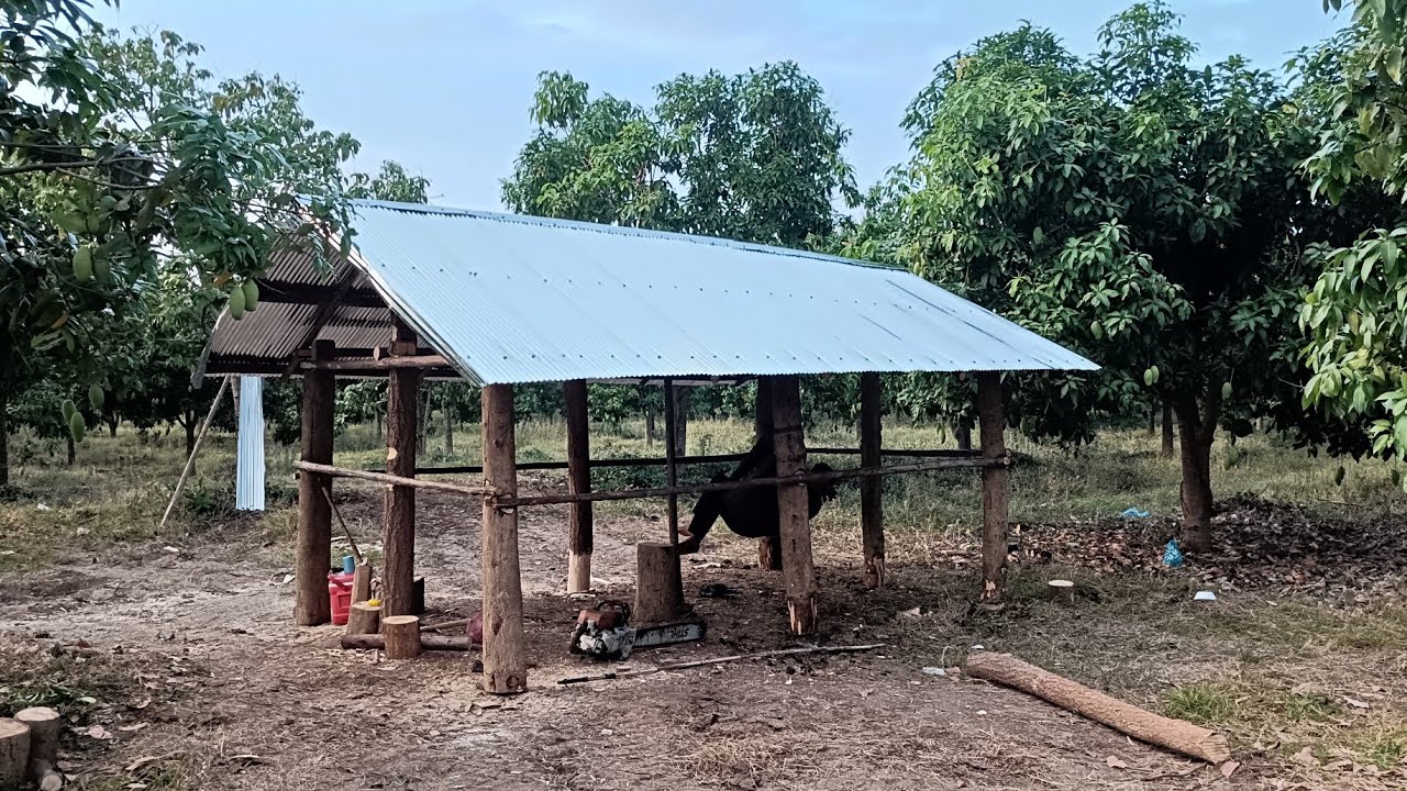 ធ្វើទ្រុងមាន់ ចិញ្ចឹមមាន់