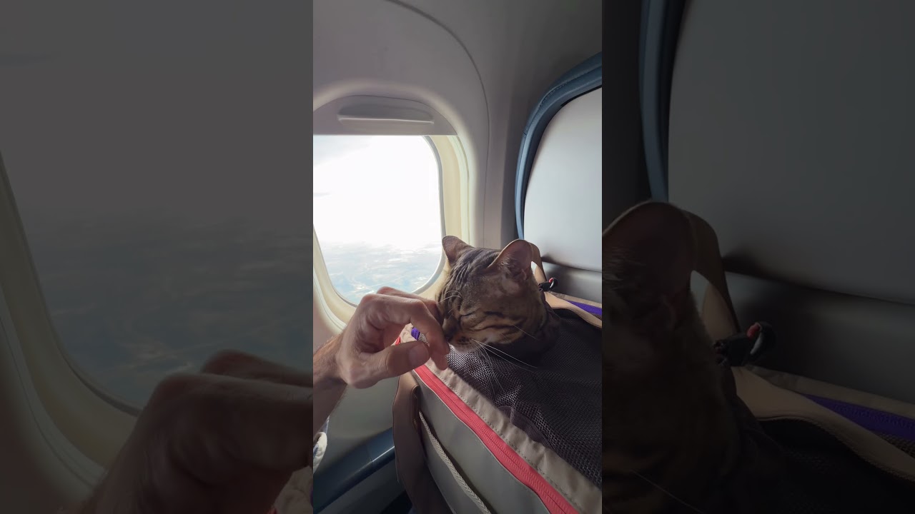 Есть лучший способ путешествовать с кошкой!
