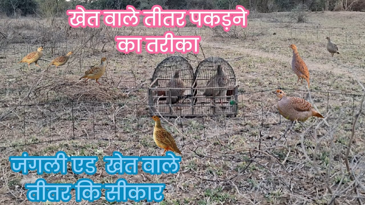 खेत वाले तितर पकडने का तरीका ! जंगली तितर एड खेत वाले तीतर कि सीकार 