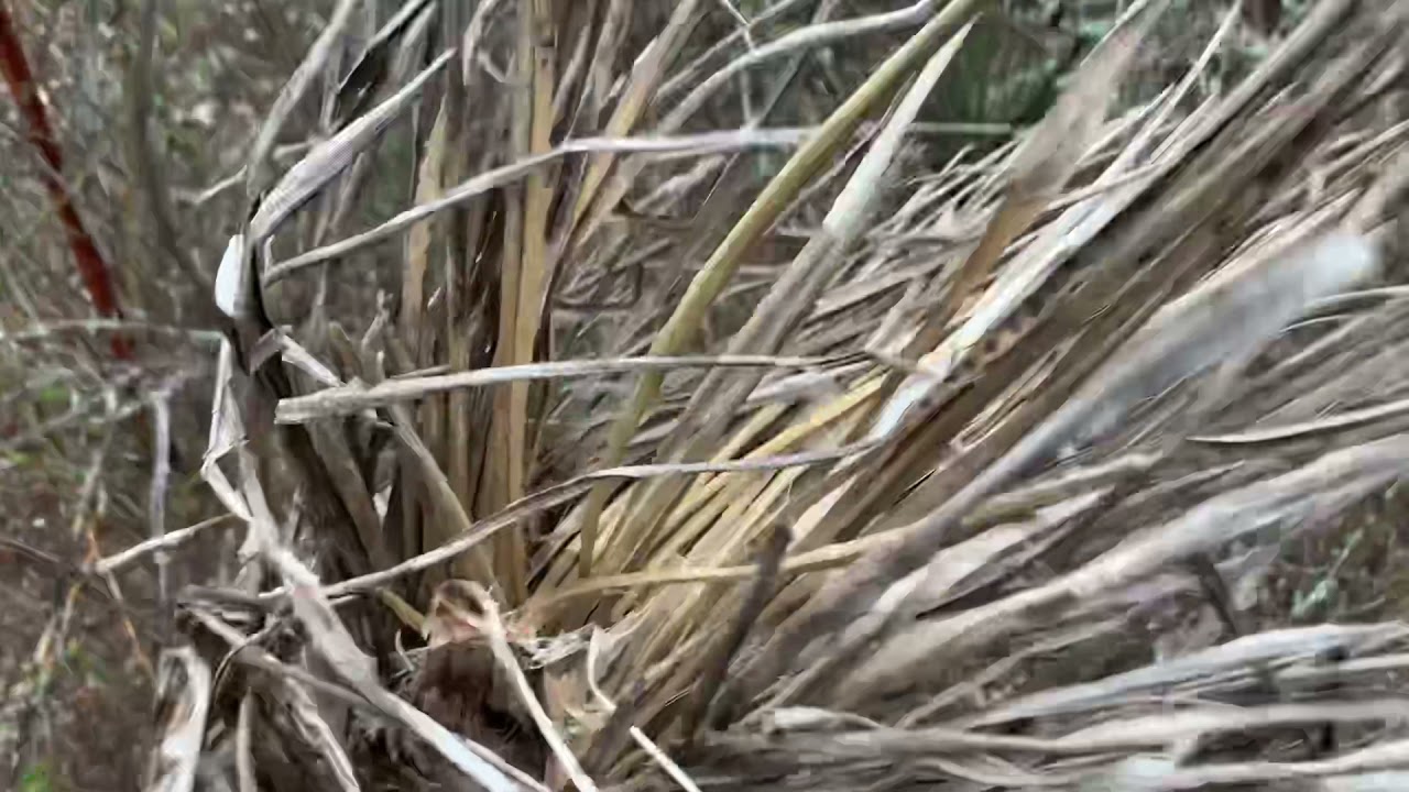 Yucca Tinder Bundle