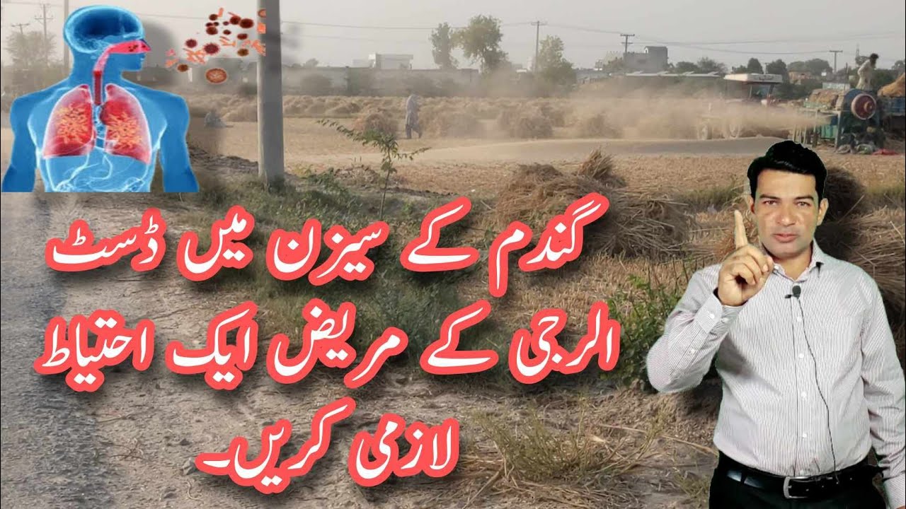 Dust allergy Sufferers Should be Careful during wheat season | Dust allergy treatment