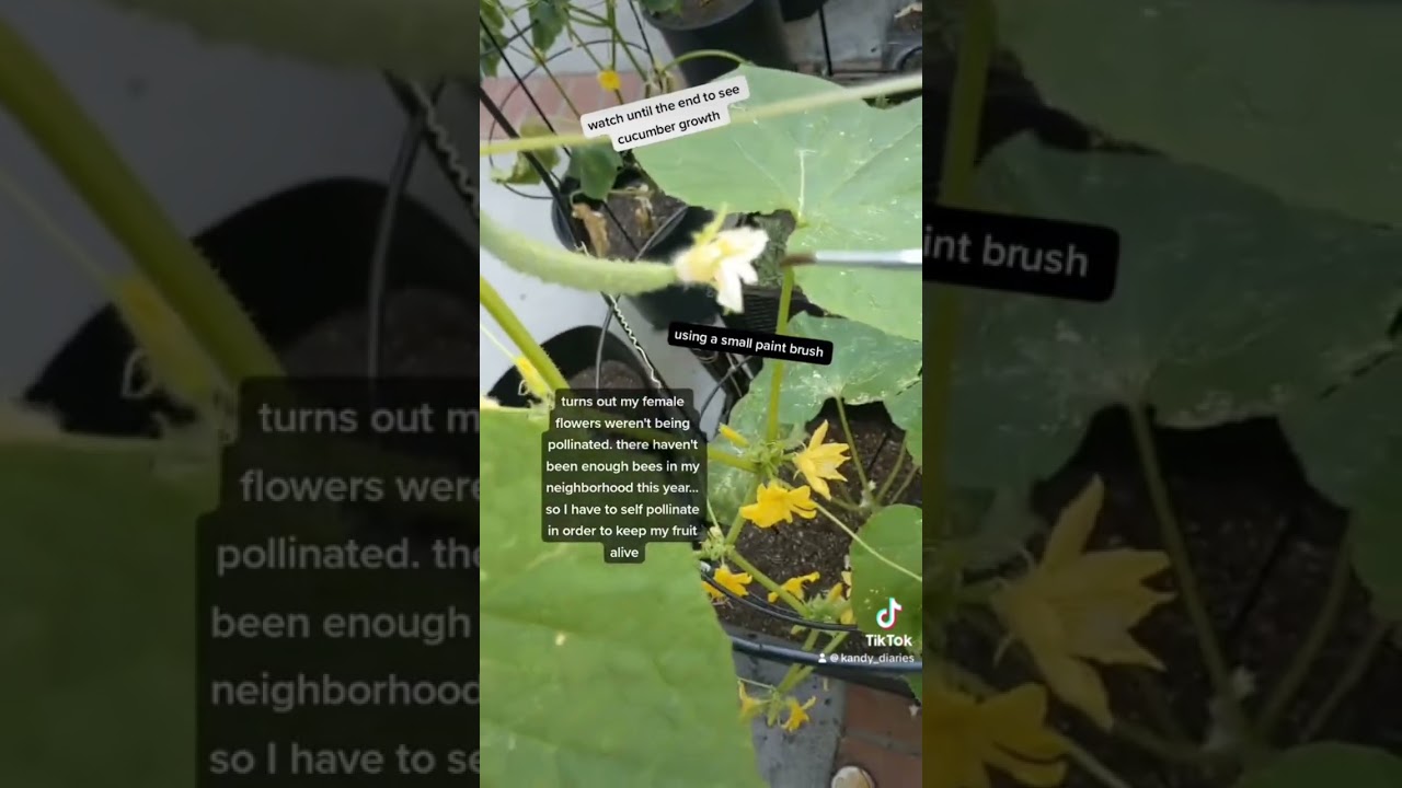 Self Pollination, How To Grow Cucumber Plant #garden #gardening #pollination #selfpollination