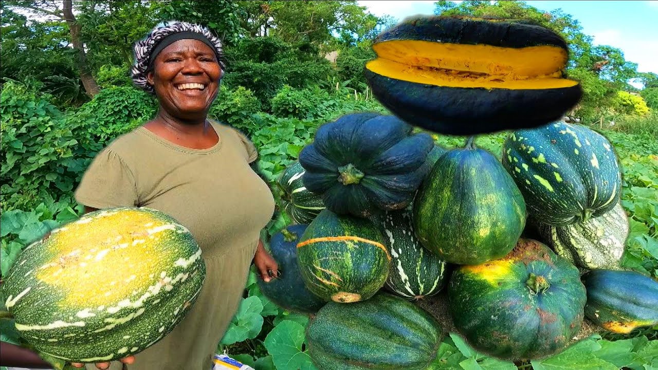  PUNKING HARVESTS | THE TIME IS NOW | DO U KNOW WEN PUNKING IS READY ?? FARMING ALL THE WAY..