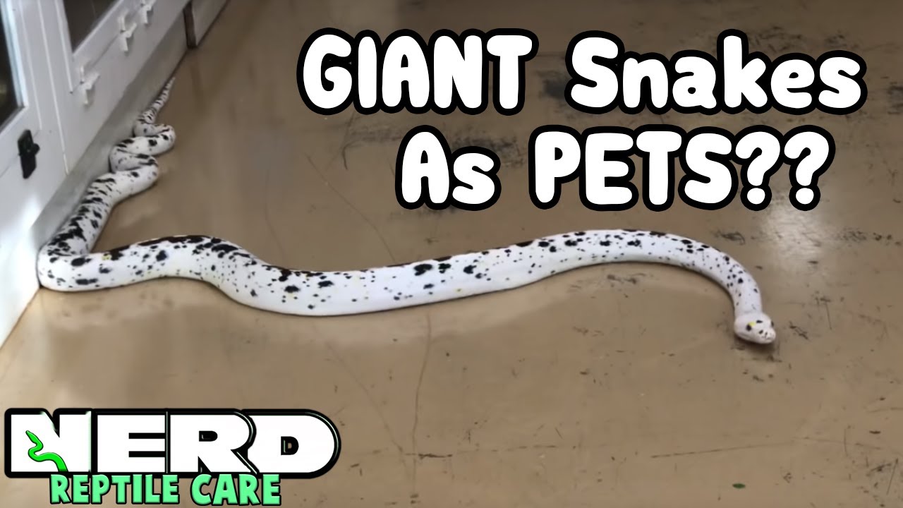 Giant snakes AS PETS - PET ADVICE