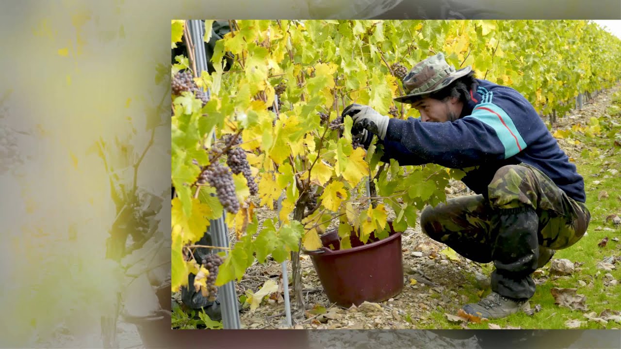 Vendanges 2015 - domaine Frères Jolly - Mûrs-Erigné - 49160
