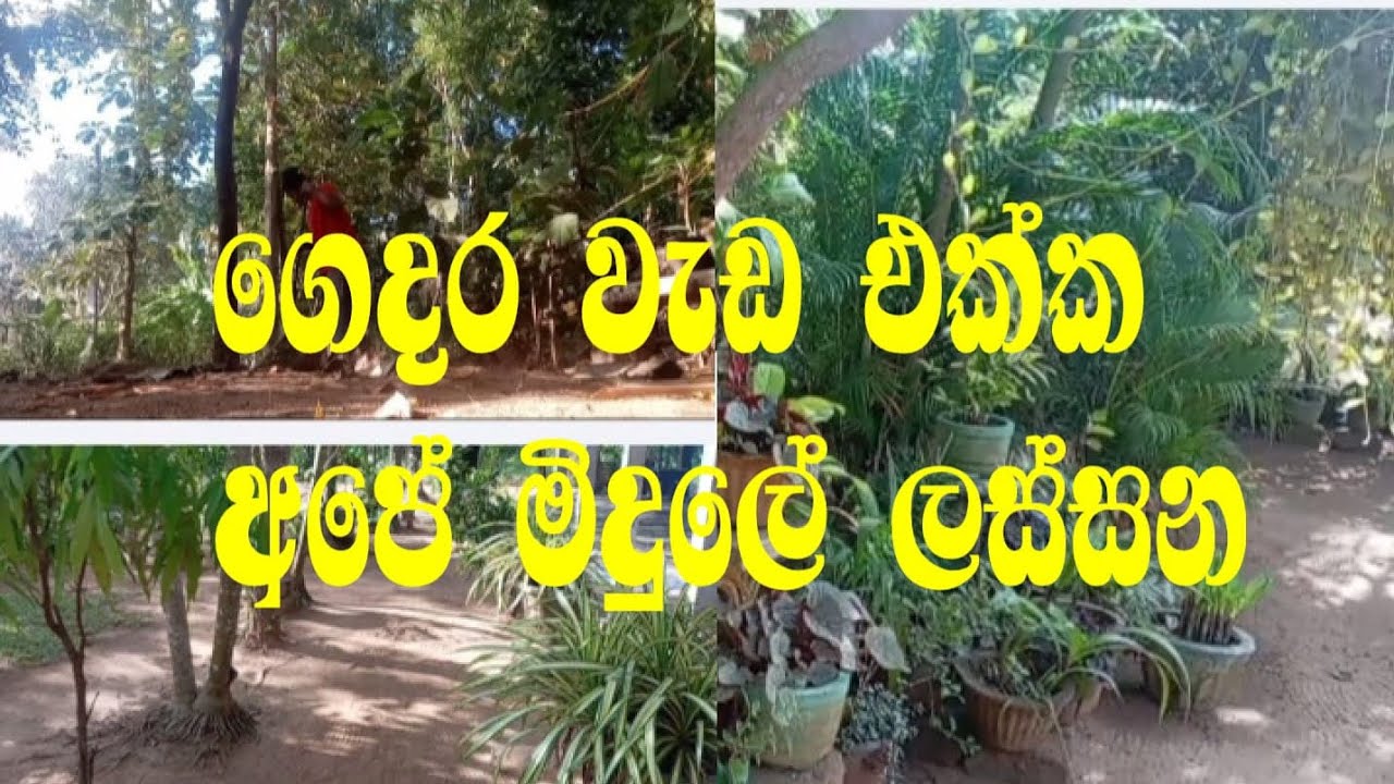 ගෙදර වැඩ එක්ක අපේ මිදුල වටේ ටිකක් ! Simple village Home Life