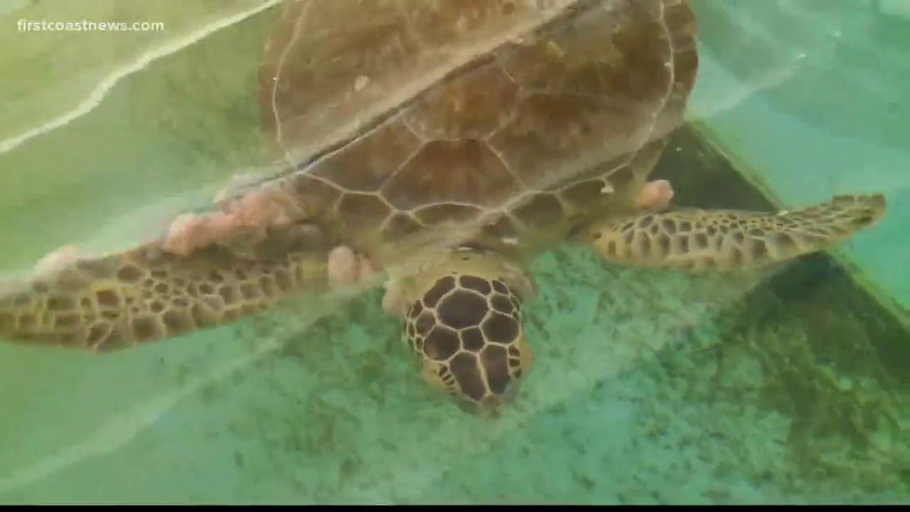 First Coast News takes you inside UF's sea turtle hospital