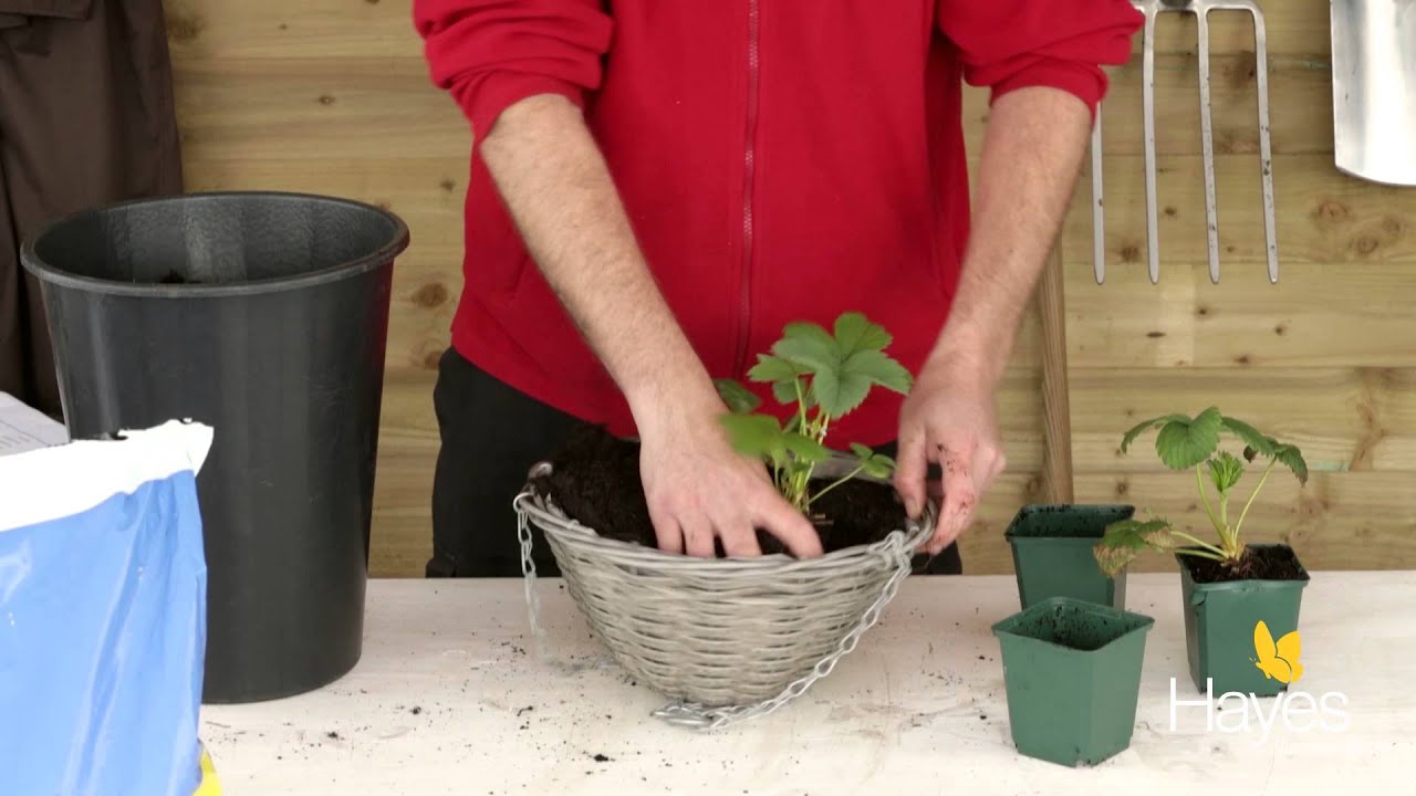 How to plant up strawberry hanging basket | Hayes Garden World