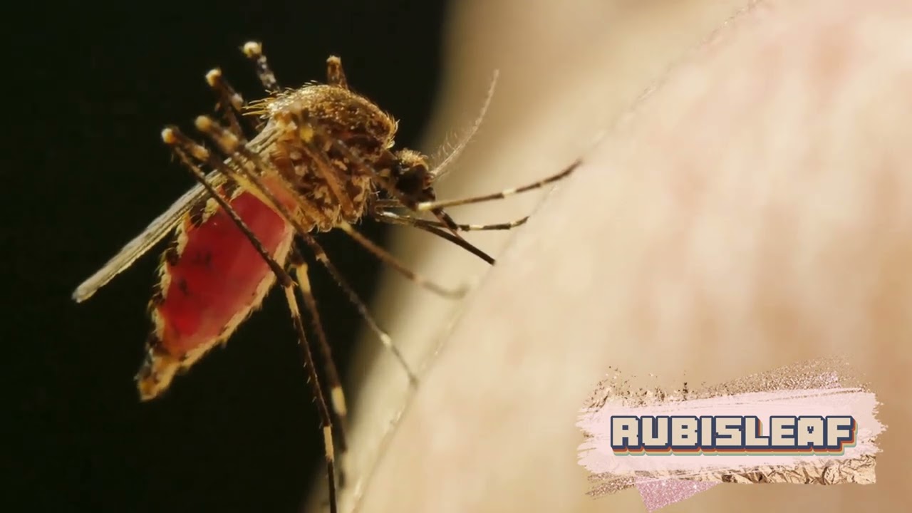 Why do mosquitoes exist?