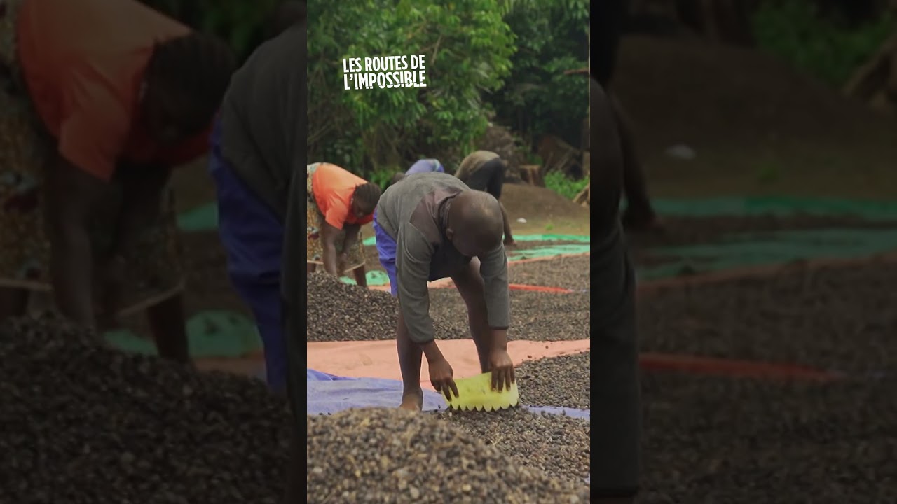 Une technique de cueillette originale mais dangereuse en Guin&eacute;e !