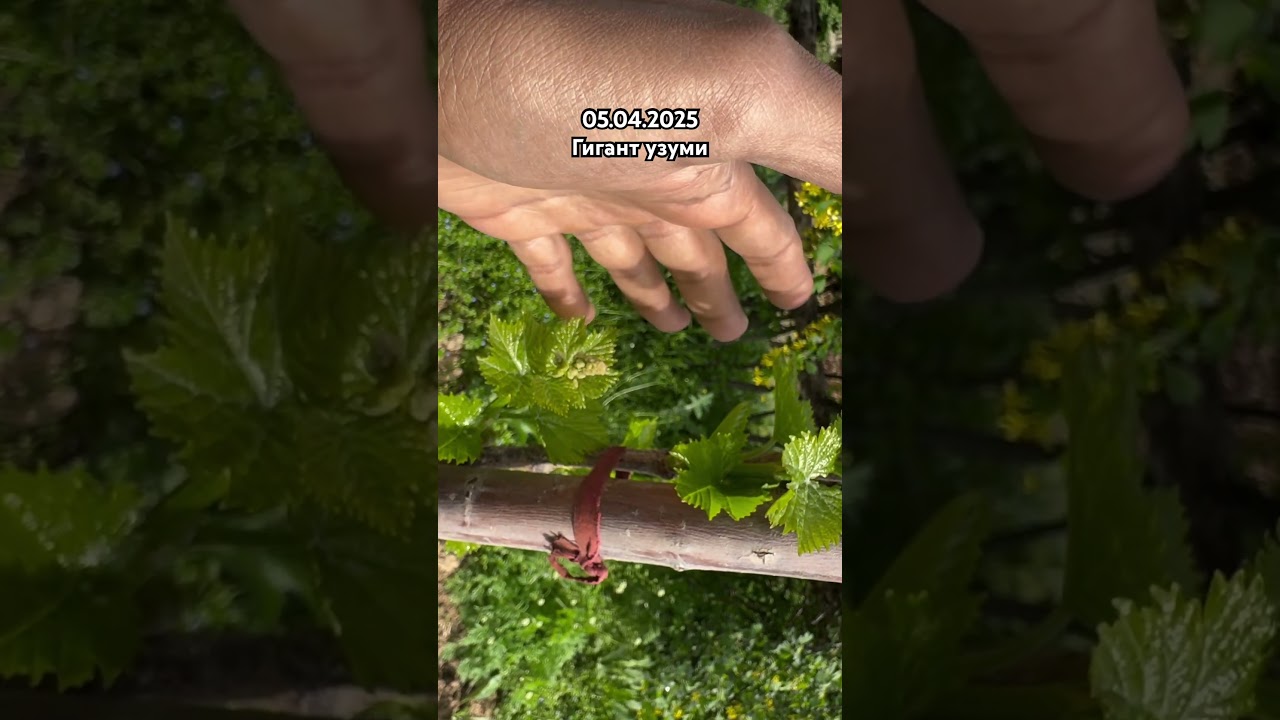 1-ёшли Гигант узуми холати. 05.04.2025 #garden #toshkentda