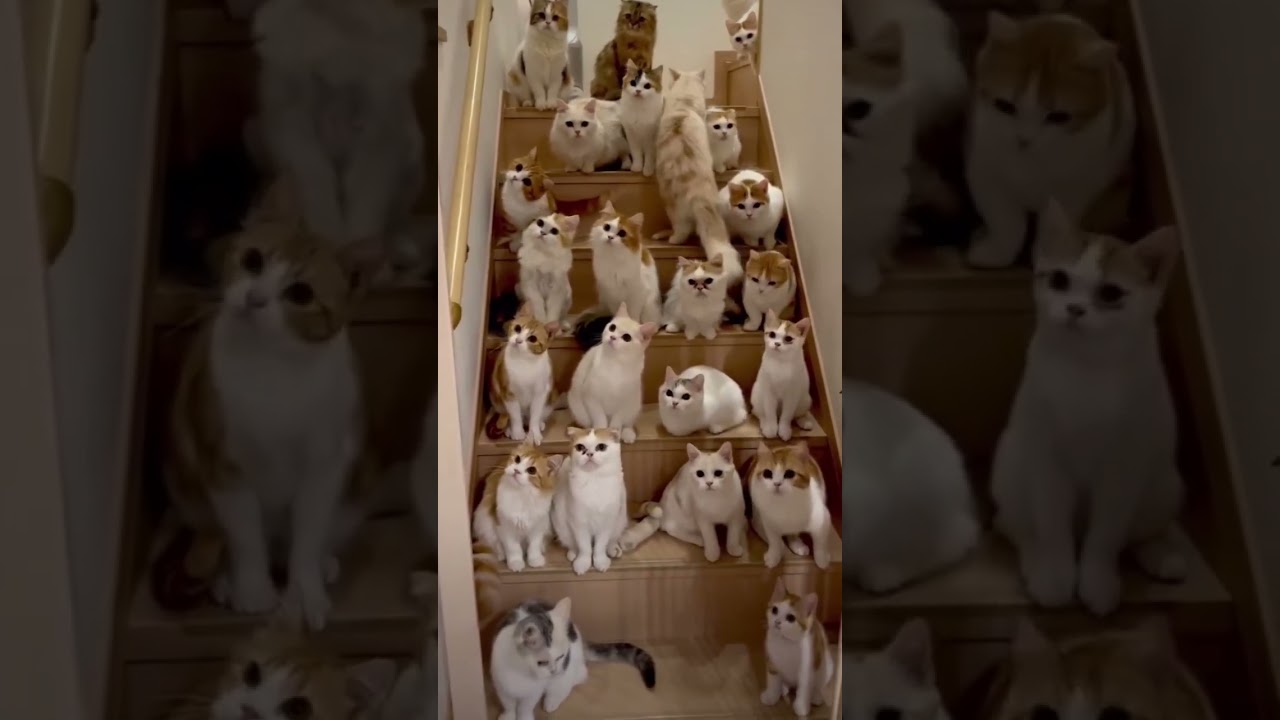 Kedi harikası 😻 4(2) s&uuml;lale boyu