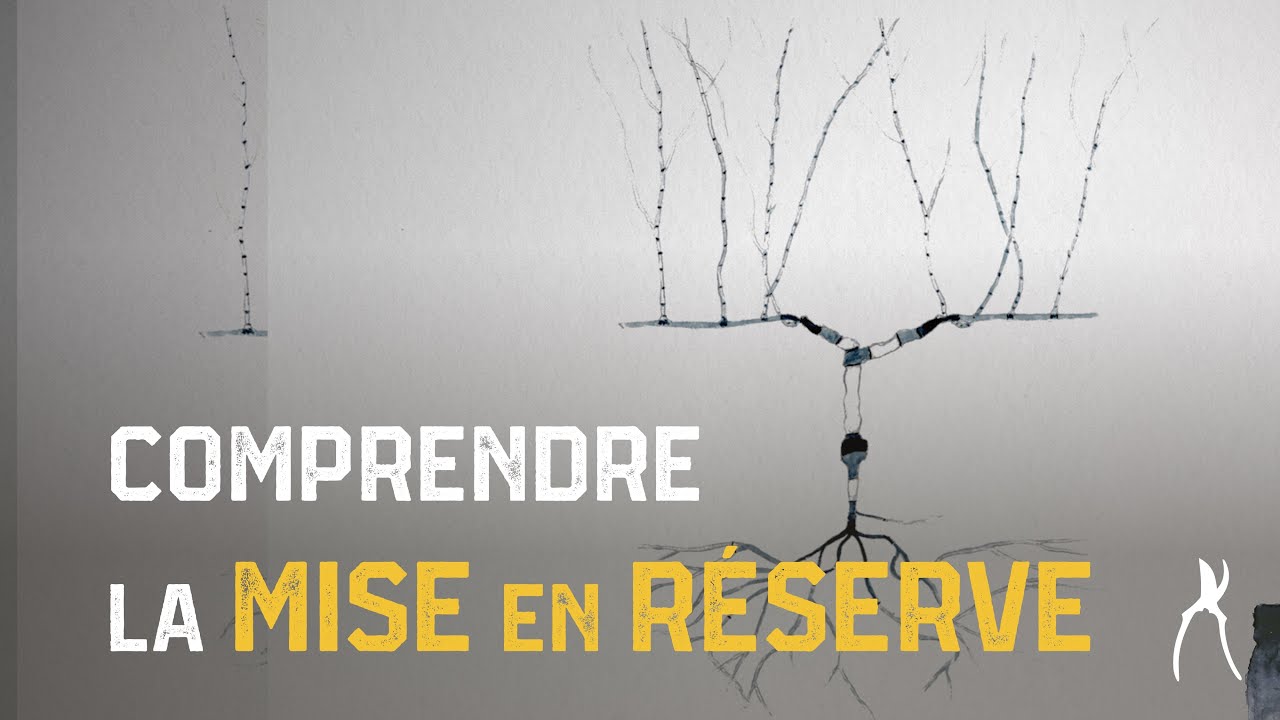 De l'importance de la mise en réserve - Physiologie de la vigne