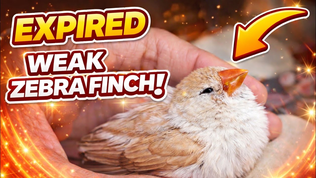 Humari zebra finch ki female expire ho gai -day 10