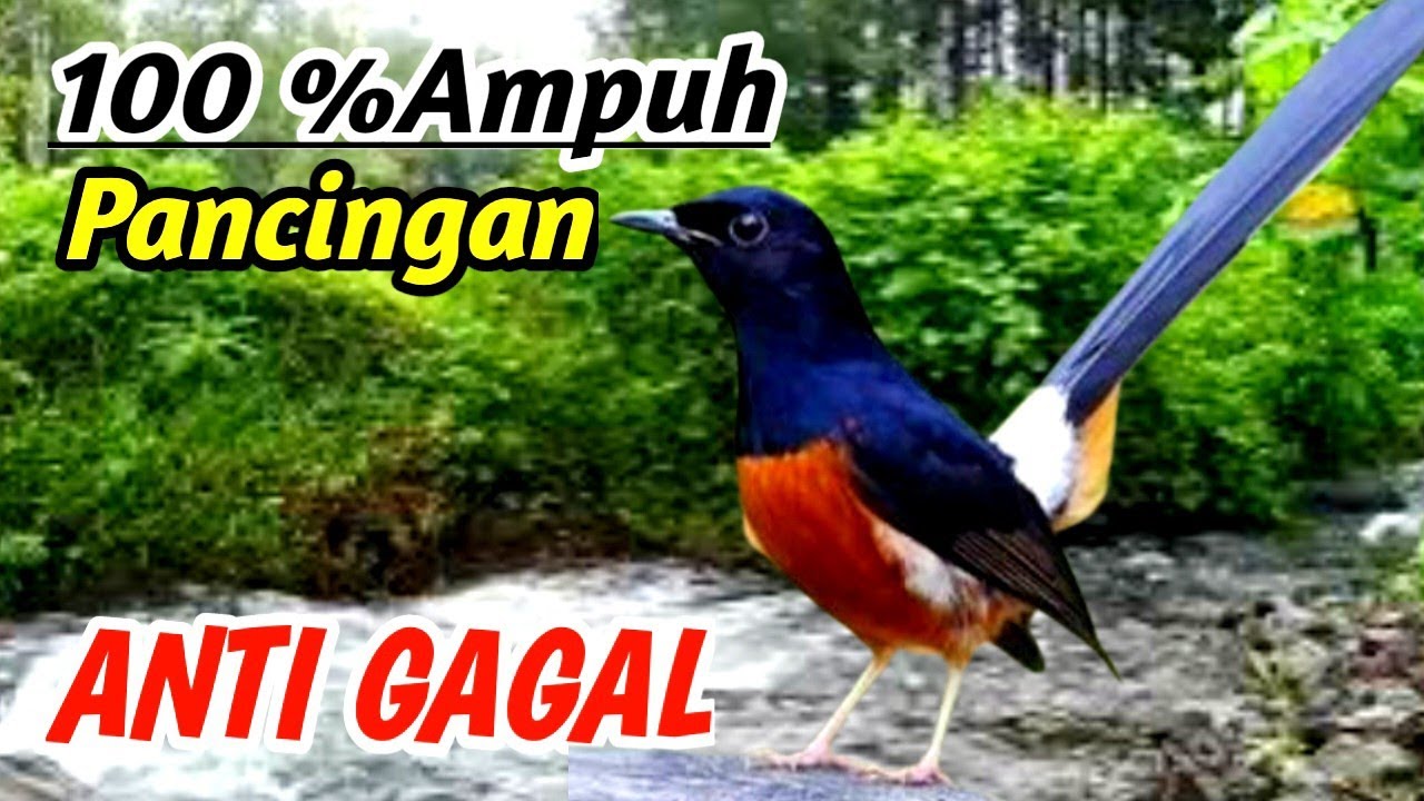 Masteran Murai Batu Juara Rumahan – Terapi Alam Aliran Sungai & Relaxing Sound