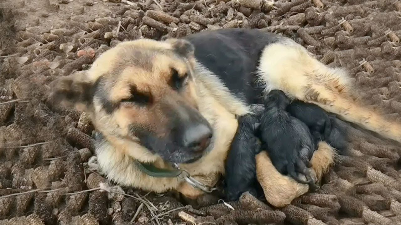 Exhausted mother dog lies holding her babies in her arms waiting for a chance to live