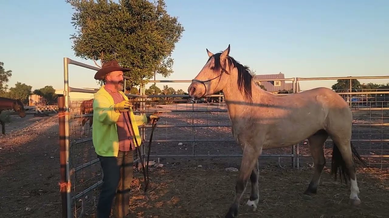 Mustang Day 11