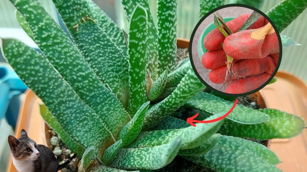 Easiest way to Propagate Gasteria Carinata (Ox Tongue) Plant at Home