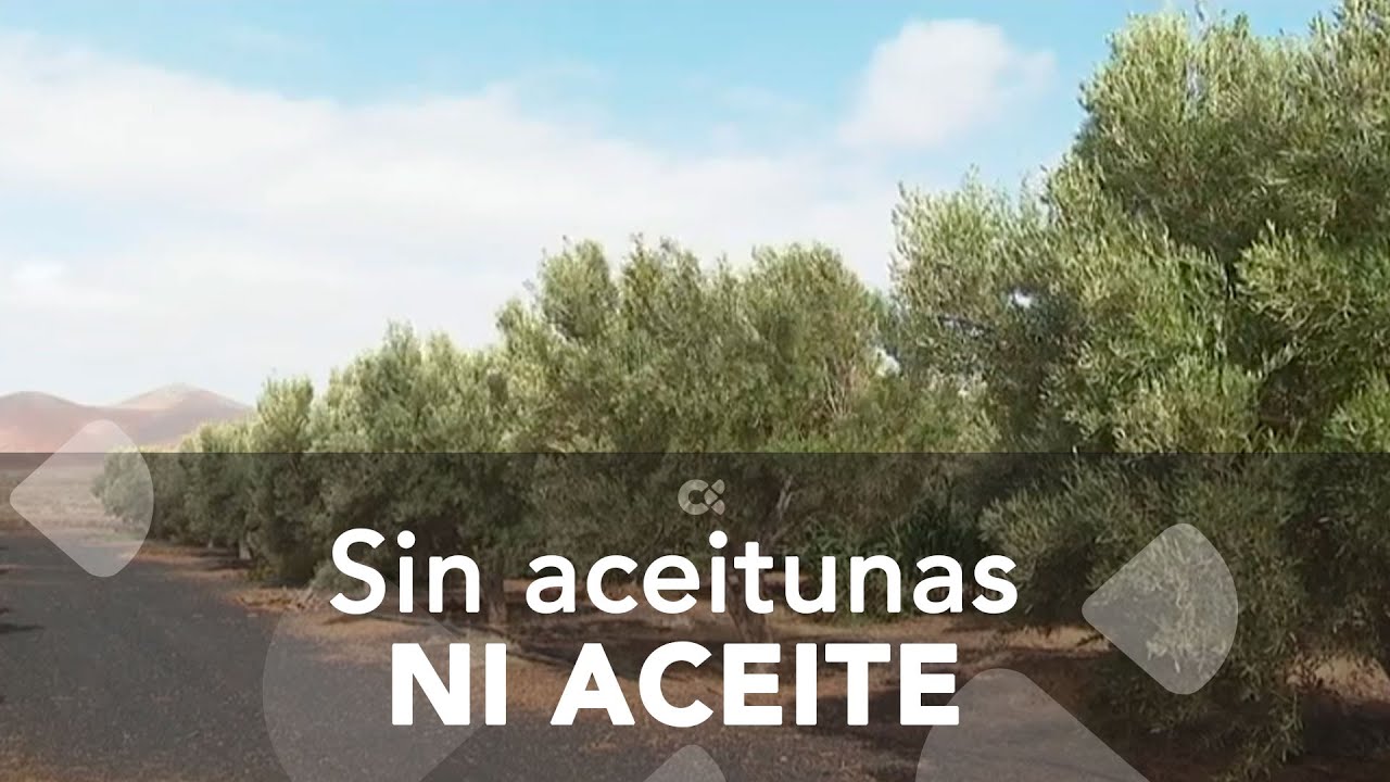 Sin producción de aceitunas y aceite este año en Fuerteventura