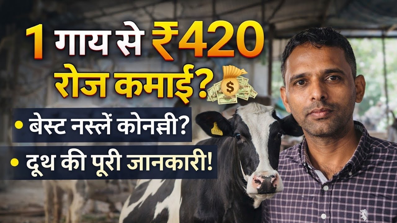 👉 “क्या 1 गाय से रोज ₹420 कमाई हो सकती है? दूध और नस्ल की पूरी जानकारी!”