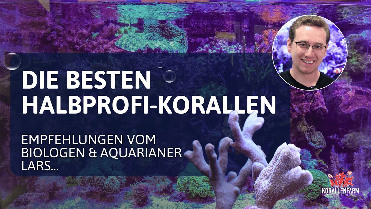 Korallen für Halbprofis (Montipora-Edition)