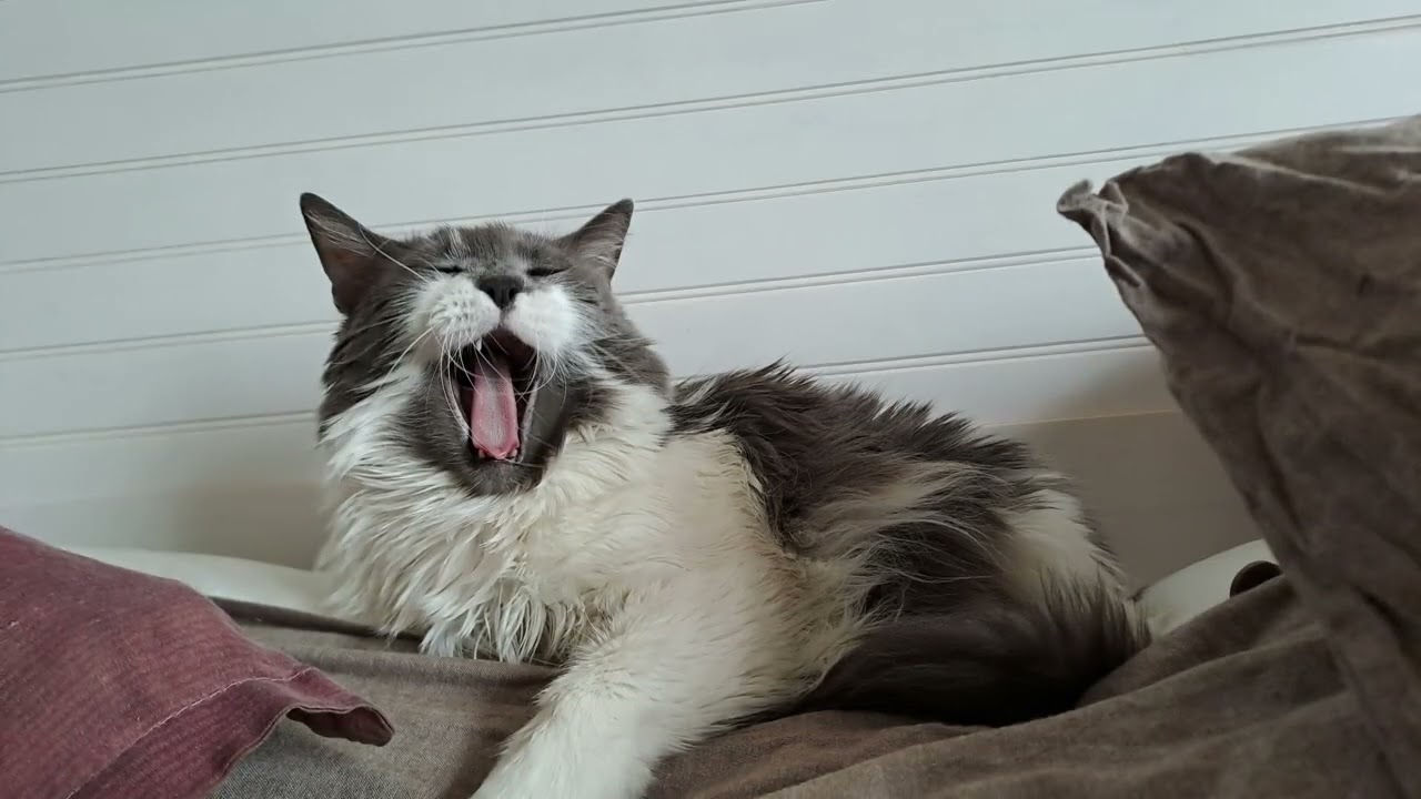 Burbuja, mi gatita ya tiene 16 años!