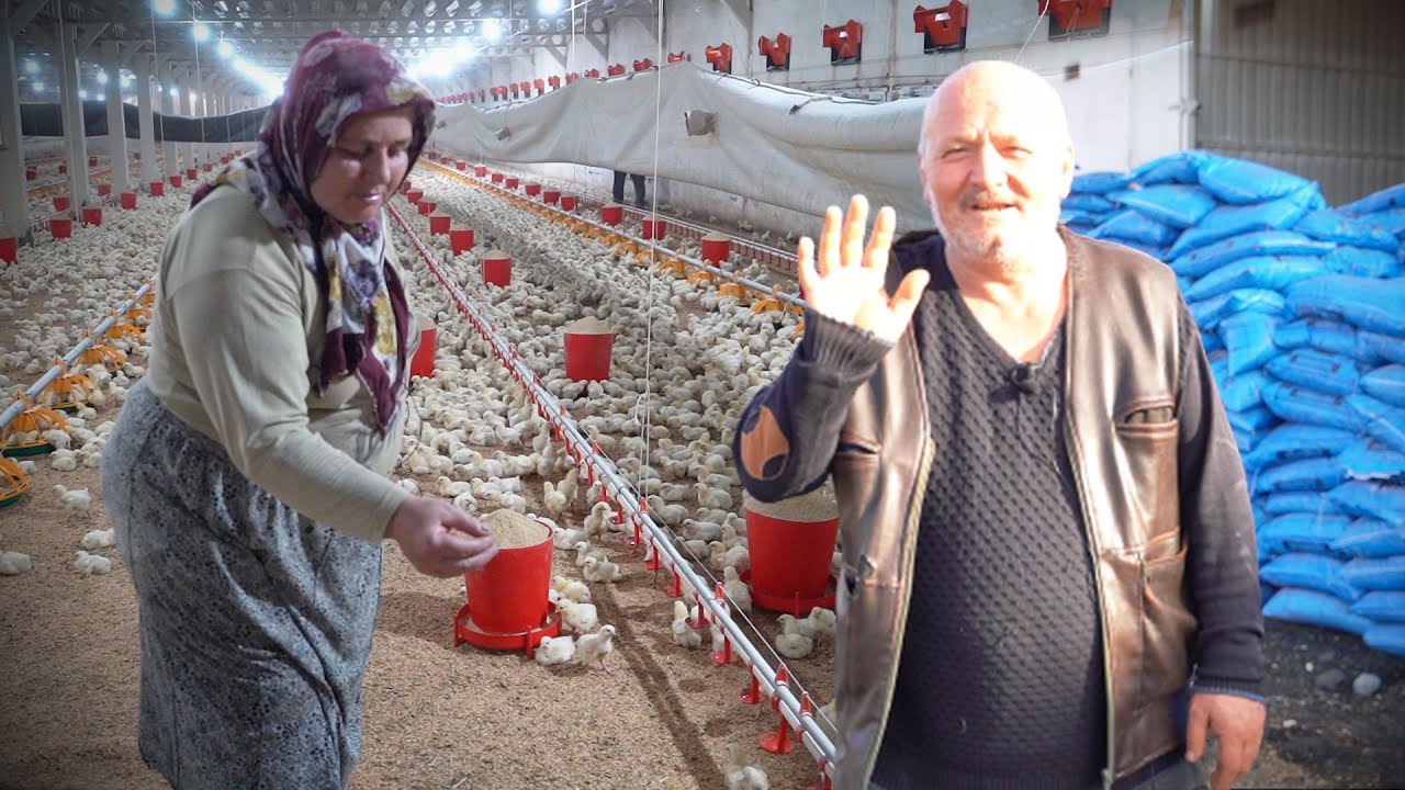 "Tavuklar bana arkadaş, başka kimsem yok ki! Ailecek Çiftlikte Yaşıyoruz" - Tavuk Üretimi - 2.Bölüm