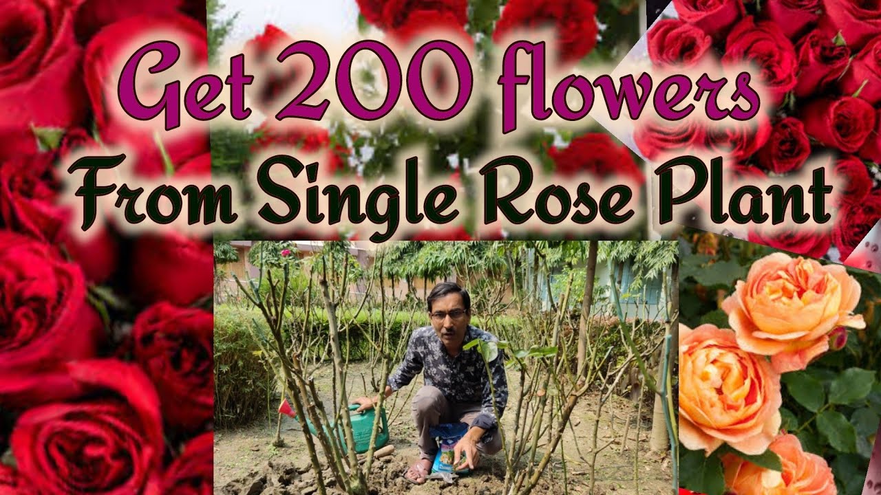 10 Simple Steps to Get 200 flowers in a Single Rose Plant
