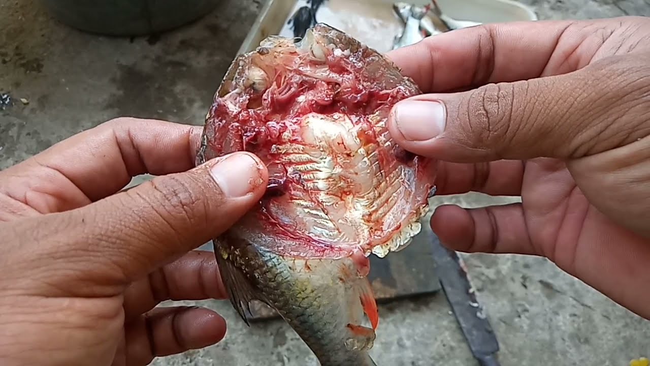 CARA PENGOLAHAN IKAN TAWAS/BADER MENJADI IKAN ASIN.......